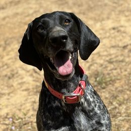 Indy - German Shorthaired Pointer