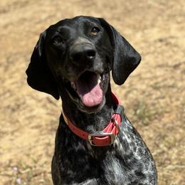 Indy - German Shorthaired Pointer