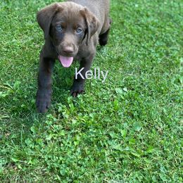Labradoodle and Labrador Retriever Puppies from Castlegate Labs & Doodles