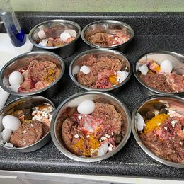 Boerboel All Grown Up from Romboel farm dogs