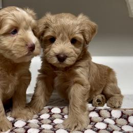 Miniature Schnauzer Puppies from Laurel Crown Schnauzers