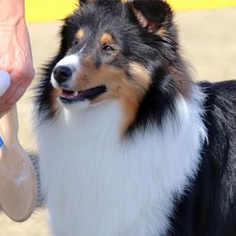 Shetland Sheepdogs from Messina Shelties