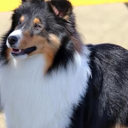 Shetland Sheepdogs from Messina Shelties