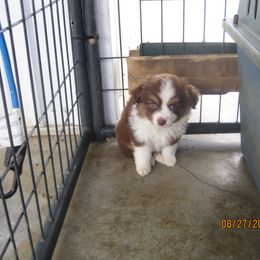 Red 1 - Red tri-color male Australian Shepherd puppy in Cynthiana, Kentucky from Mike's Mini Australian Pups