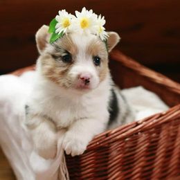 American Corgis and Pembroke Welsh Corgis from G Avenue Corgis