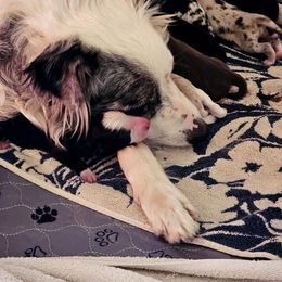 Border Collie Puppies from Three16 Ranch