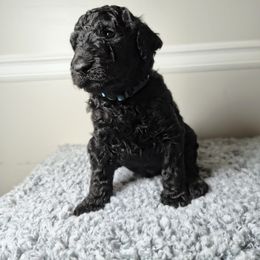 Chow Chow and Poodle Puppies from Pandora