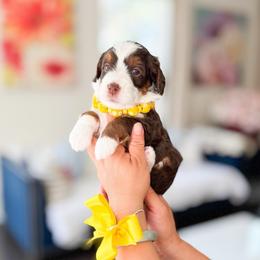 Mulan-yellow - Red female Bernedoodle puppy in Ontario, California from Teddy Doodles & Standard Poodles