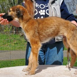 Junior - Sabled gold male Borzoi puppy in Washougal, Washington from Agust Borzoi