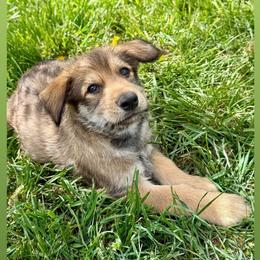 Big Blue Boy - Fawn male Berger Picard puppy in Albuquerque, New Mexico from Zia Picards Kennel
