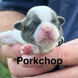 Porkchop - Blue and white male Shih Tzu puppy in Bloomfield, Indiana from Meihem Pups