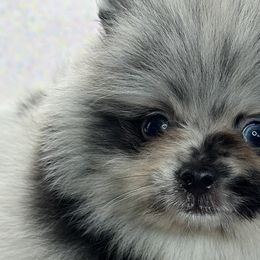 Pomeranians from Belt Fed Kennels