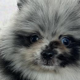 Pomeranians from Belt Fed Kennels
