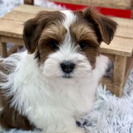Isaiah - Red male Havanese puppy in Wappapello, Missouri from Titanium Havanese LLC