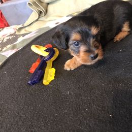 Yorkshire Terrier Puppies from Sharon Gellerman's Yorkshire Terriers