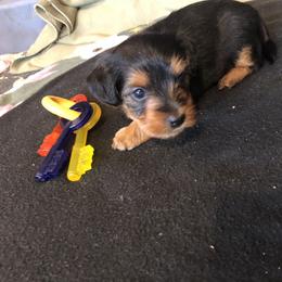 Yorkshire Terrier Puppies from Sharon Gellerman's Yorkshire Terriers