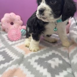 Sweetie Pie - Black and white female Cocker Spaniel puppy in Claremore, Oklahoma from BRX Country Cockers LLC