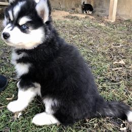 Pomsky and Siberian Husky Puppies from Cold Mountain Kennel