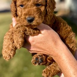 Cavapoo and Goldendoodle Puppies from A2Z Doodles