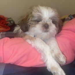 Shih Tzu Puppies from Casa de Santiago