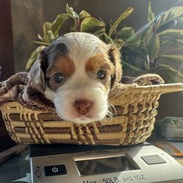 Confetti - Blenheim female Cavapoo puppy in Hesperia, Michigan from Yankee Doodle Dogs