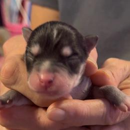 Ivy - Black and white female Pomsky puppy in Spring Hill, Florida from PDQ Pomskies