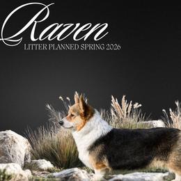 Raven - Pembroke Welsh Corgi