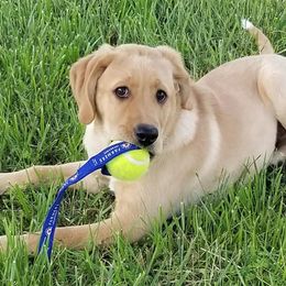 Labrador Retrievers from Sunset Labradors
