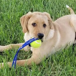 Labrador Retrievers from Sunset Labradors