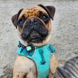 Cricket - Pug