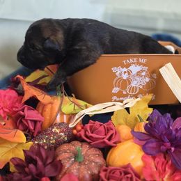 Purple collar - Sable female German Shepherd puppy in Wahoo, Nebraska from Von Solidago