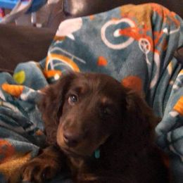Dachshund Puppies from Long Dogs Yellow Farm