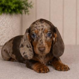 Ally - Red female Dachshund puppy in Desloge, Missouri from Snows Doxies