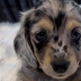 Aqua - Dapple Dachshund puppy in Hanford, California from Cooper Gals Doxies