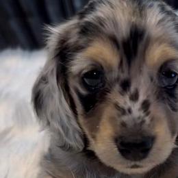 Aqua - Dapple Dachshund puppy in Hanford, California from Cooper Gals Doxies