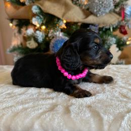 Annabelle - Black and tan female Dachshund puppy in Lincoln, Arkansas from Red Dirt Dachshunds