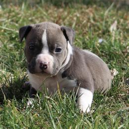 Skipper - Blue male American Staffordshire Terrier puppy in Guilford County, North Carolina from Explicit Kennel
