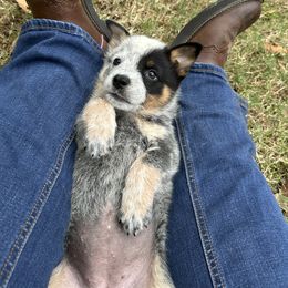 AKC Girl 4 - Blue speckled female Australian Cattle Dog puppy in Mc Comb, Mississippi from McCall's Mississippi AKC Blue Heelers Australian Cattle Dogs