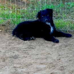 Sarah - Black & white female Australian Shepherd puppy in Mineral Wells, Texas from A6 Australian Shepards