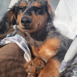 Dachshunds from Jaci's Dachshunds
