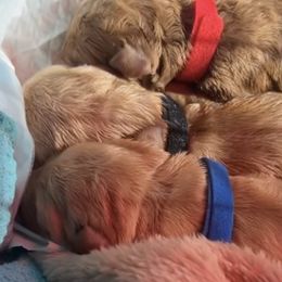 Goldendoodle puppies from Designer Doodles