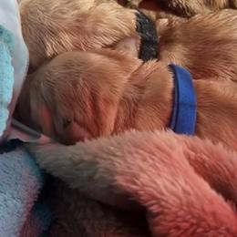 Goldendoodle puppies from Designer Doodles