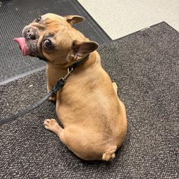 Sparrow - French Bulldog