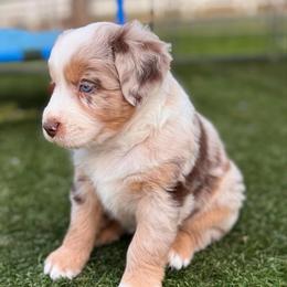 Cedar - Red merle male Australian Shepherd puppy in Ramona, California from Blue Moon Aussies