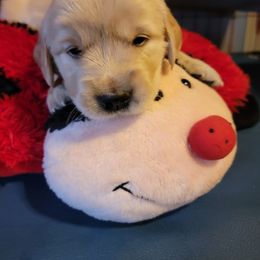 Golden Retriever Puppies from JK Goldens