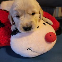 Golden Retriever Puppies from JK Goldens