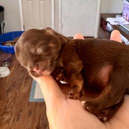 Girl 3 - Chocolate female Shih Tzu puppy in Stroud, Oklahoma from Laik’s Little Shihtz & Poms