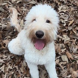 Goldendoodles from Arrowood’s precious doodles