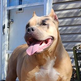 Doodie - American Bully