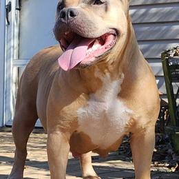 Doodie - American Bully